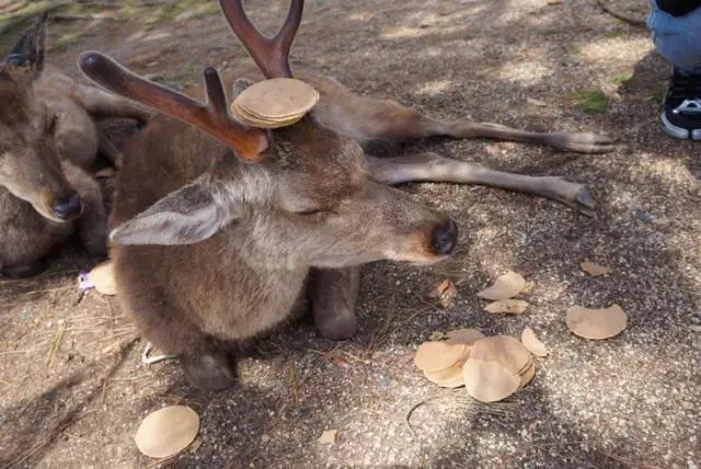 中国人不出门全世界会怎样,中国去哪的机票便宜