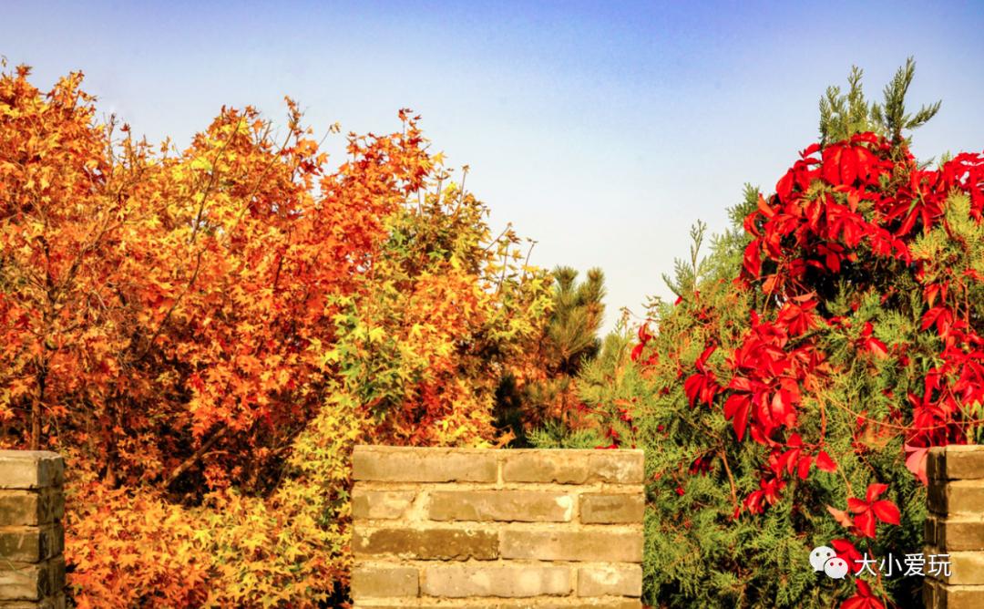 北京红螺寺银杏最佳观赏时间,北京赏银杏景区有哪些