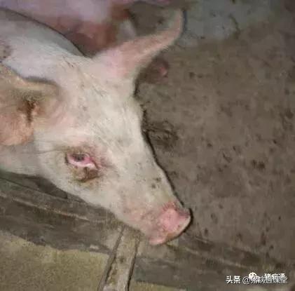 猪红眼病注射治疗方法,猪红眼病怎么办