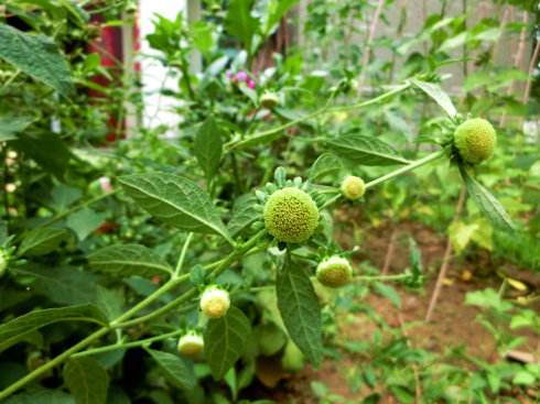 农村常见野草名称及作用,农村常见野草100块一斤