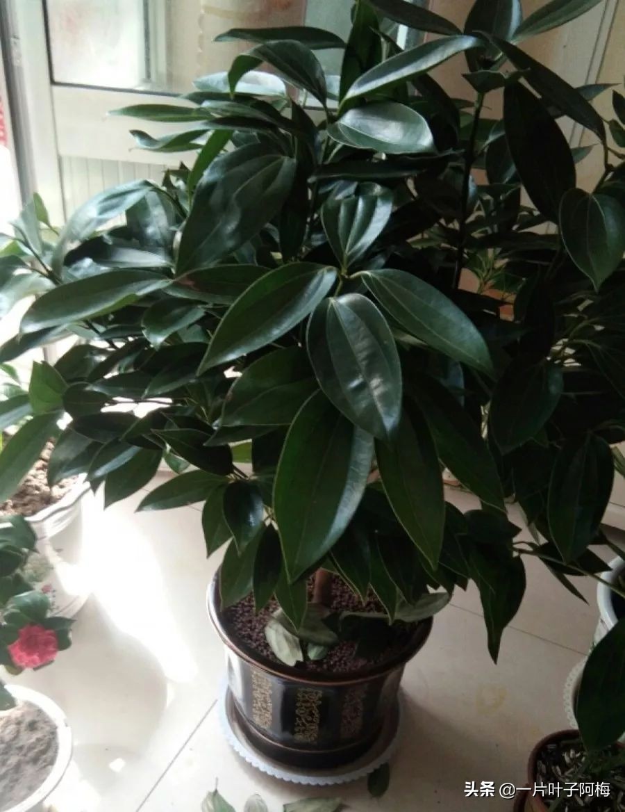 5个植物最招财,能开花又好养的植物又有寓意