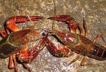 龙虾地笼网捉龙虾的原理,地笼野外捕龙虾注意事项