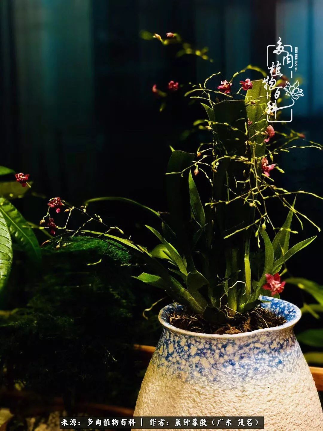 轻轻地告诉你，我的多肉也曾美过，不信你看看