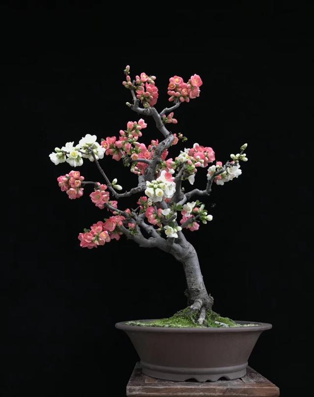 过年好看的年宵花,传统年宵花有哪些