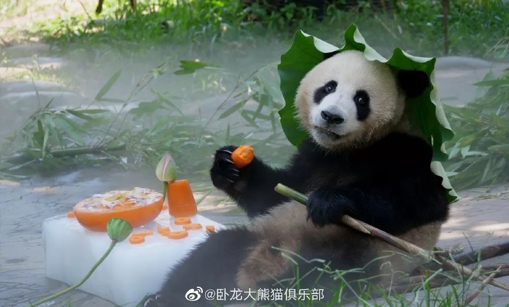 为什么全世界都喜欢大熊猫,世界各地的人们都喜爱大熊猫英语