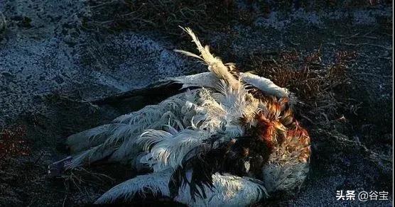 谷宝“六不用”——生态农业的初心与坚守