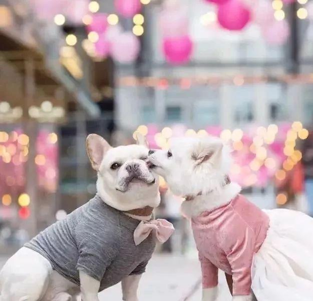 盘点那些甜甜的猫狗cp,猫狗cp高甜