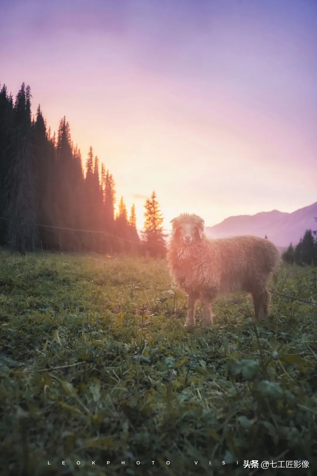 七工匠50mm和35mm哪个合适,趣味体验