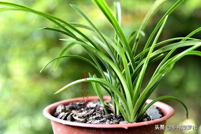 兰花可用花生壳核桃壳做植料吗,山核桃薄壳养兰花