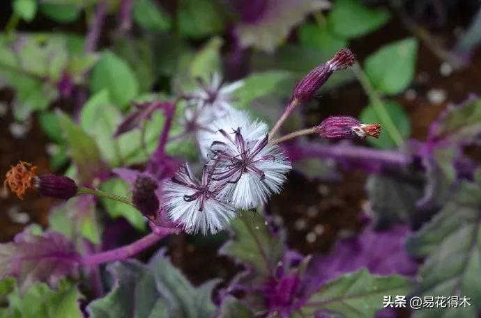 紫背天鹅绒盆栽怎么繁殖,绒叶竹芋怎么养