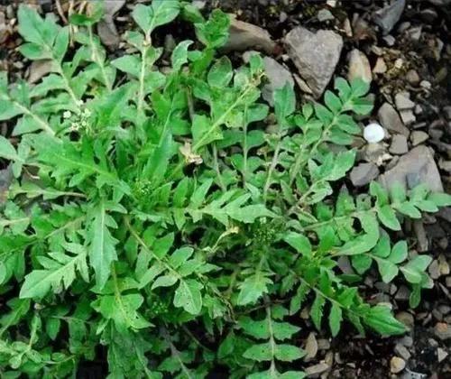 如何识别真假荠菜,假荠菜图片识别方法