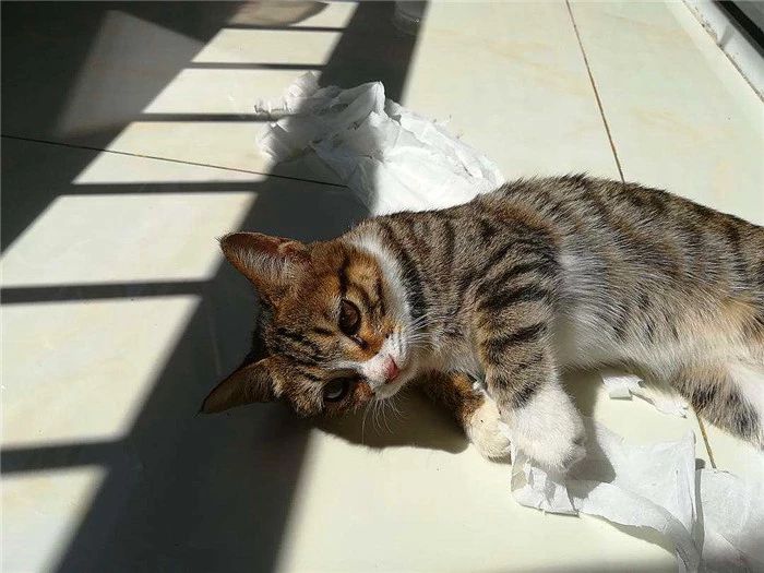 用百合花帮爱猫发情？母猫却因此出现肾衰竭，需知此为“毒花”