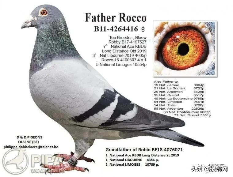 冠军鸽王家族:“罗科”（Rocco）黄*血金**系