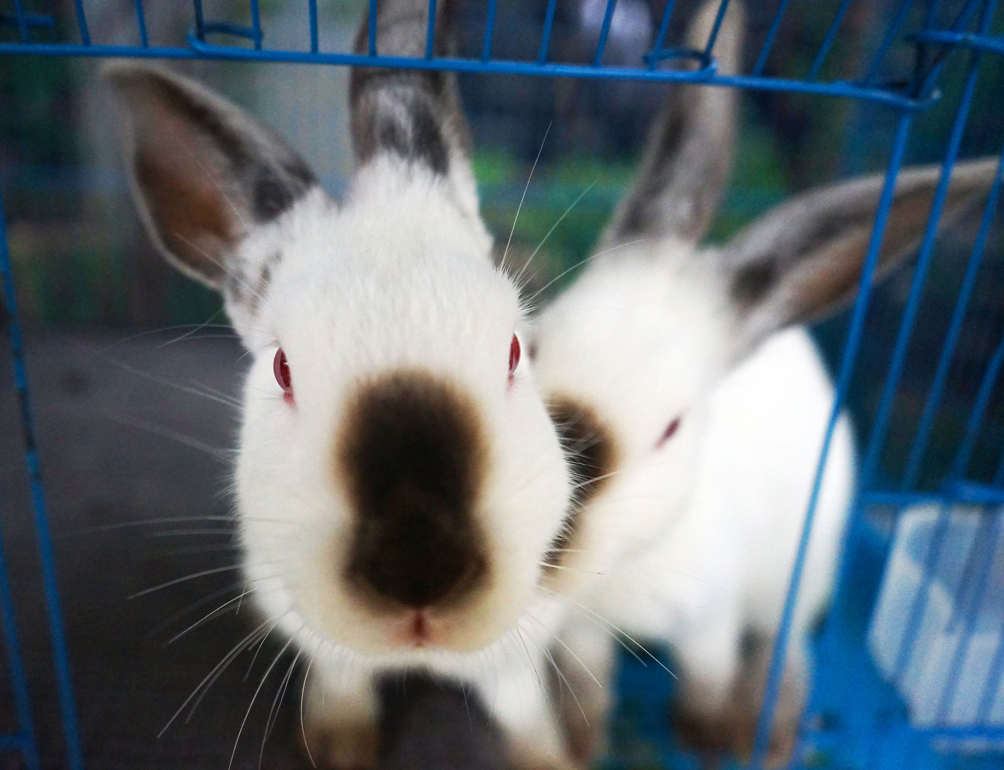 苏州是个温柔的地方,苏州人是个雅致的女人