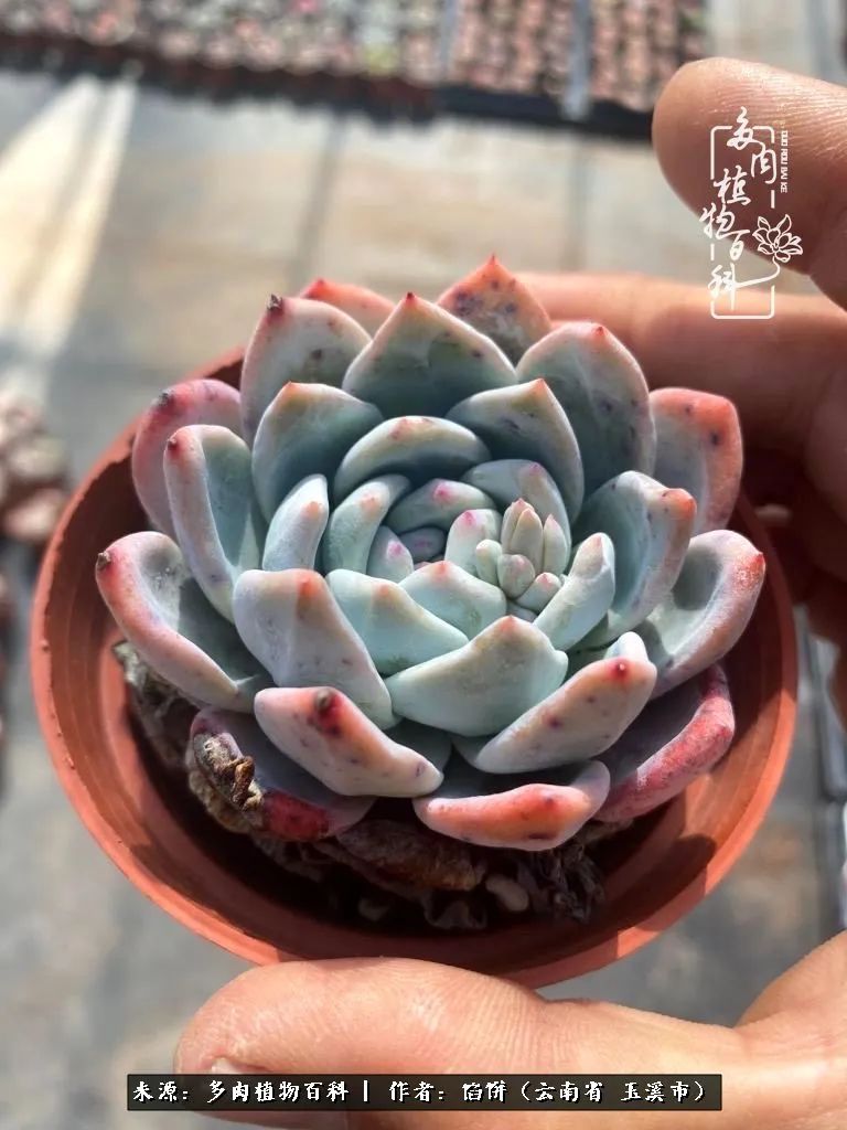 多肉对比图片,多肉对比高清图