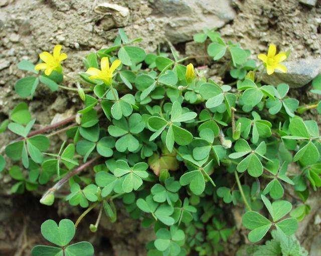 一个小“蒜瓣”,沾土就开花,一平方能养一百盆,生崽一大窝