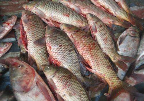 观赏鱼虫病的症状,虫见愁蓟马药