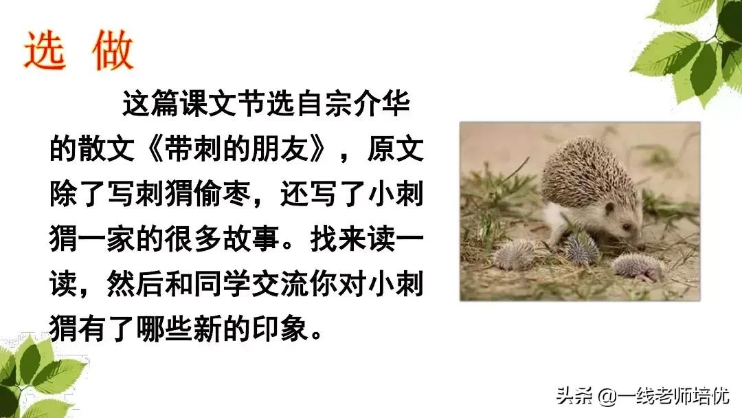 三年级语文带刺的朋友课堂笔记,带刺的朋友三年级上册