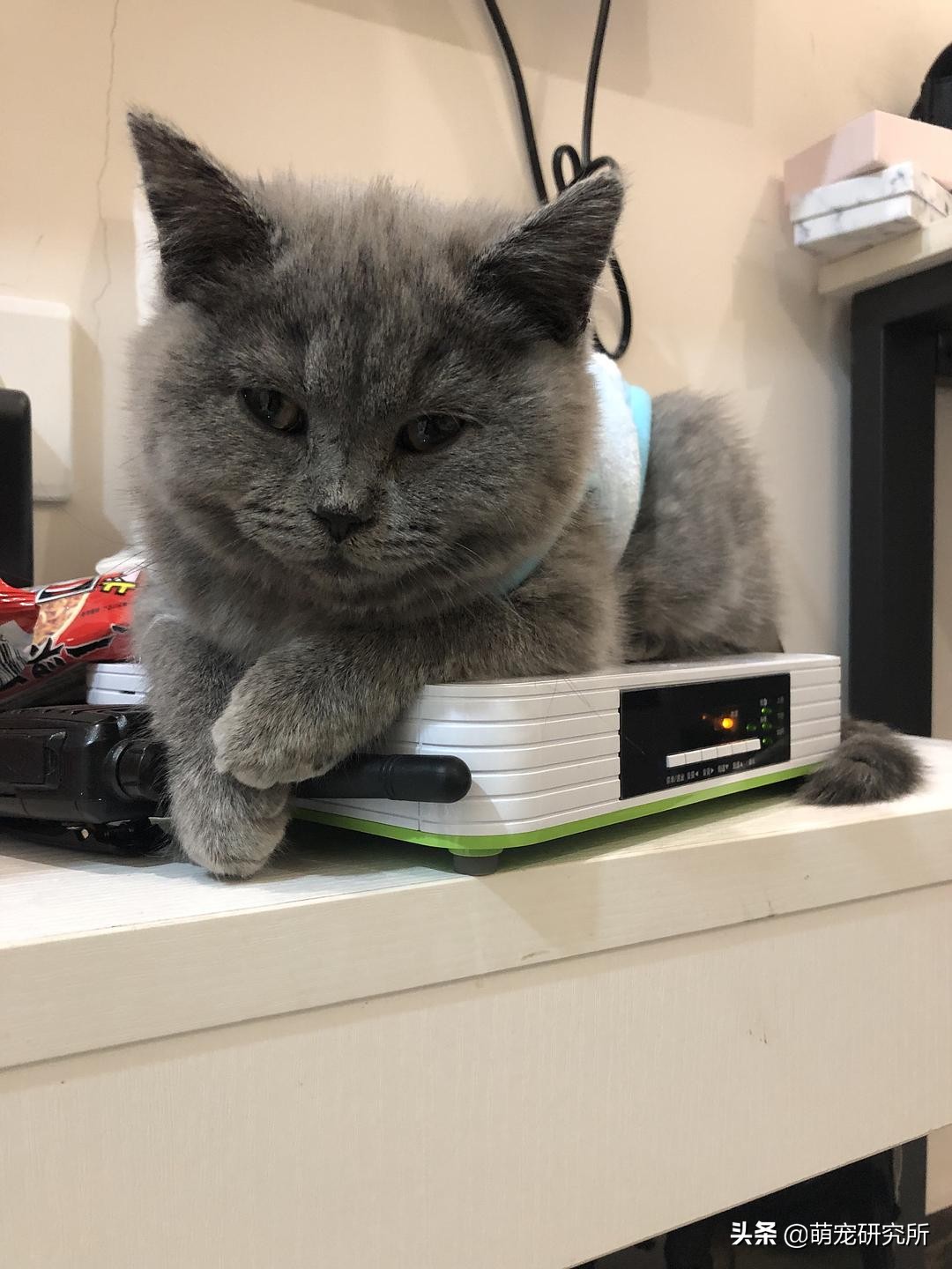 你家英短蓝猫什么样,美短英短哪个性格好