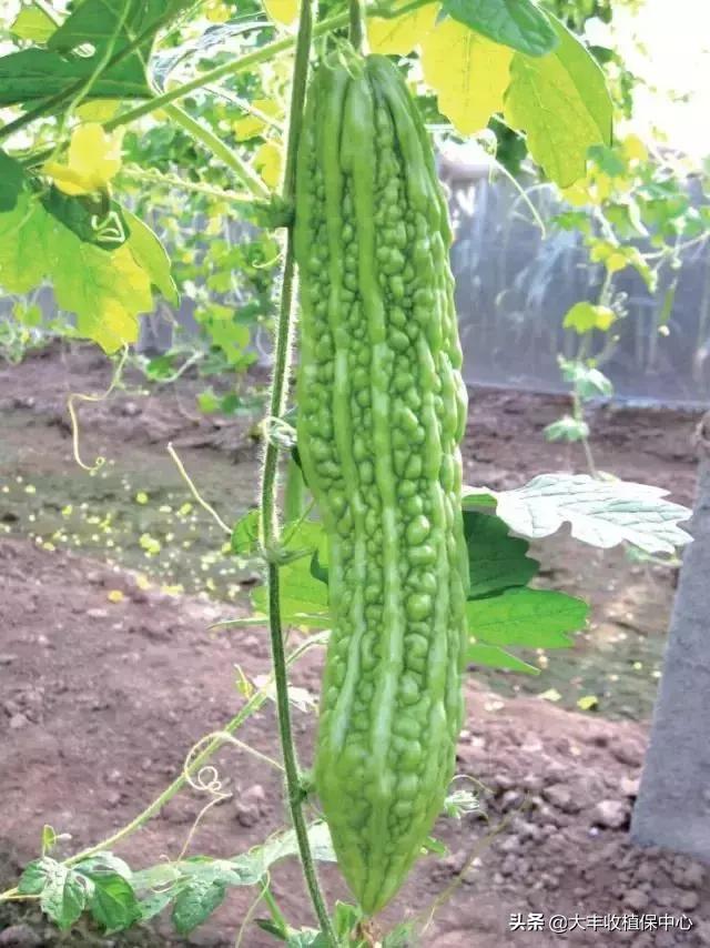 植物“癌症”病毒病高发，轻则减产，重则绝收！牢记10大防治要点