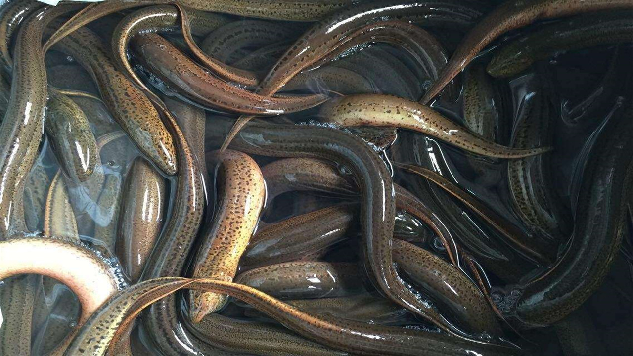 黄鳝的养殖方法和技术视频教程,黄鳝的养殖技术饲料配方