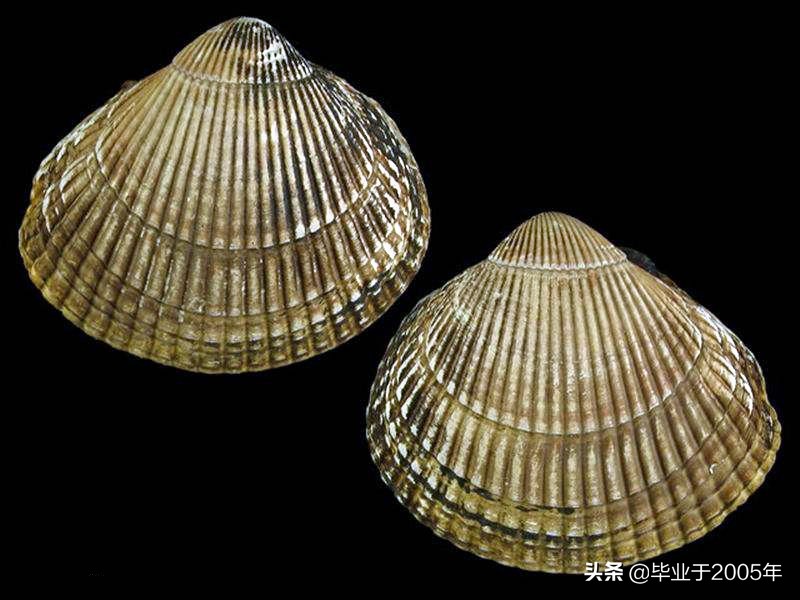 大连海鲜吃货,大连海鲜的种类