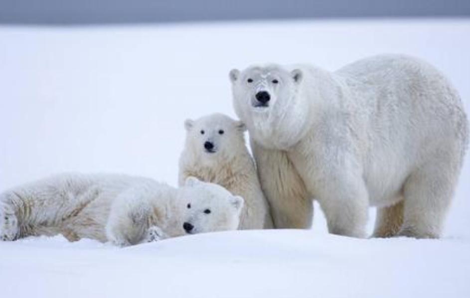 虎毒不食子，为什么仓鼠如此执着于“吃孩子”？原来是有苦衷的