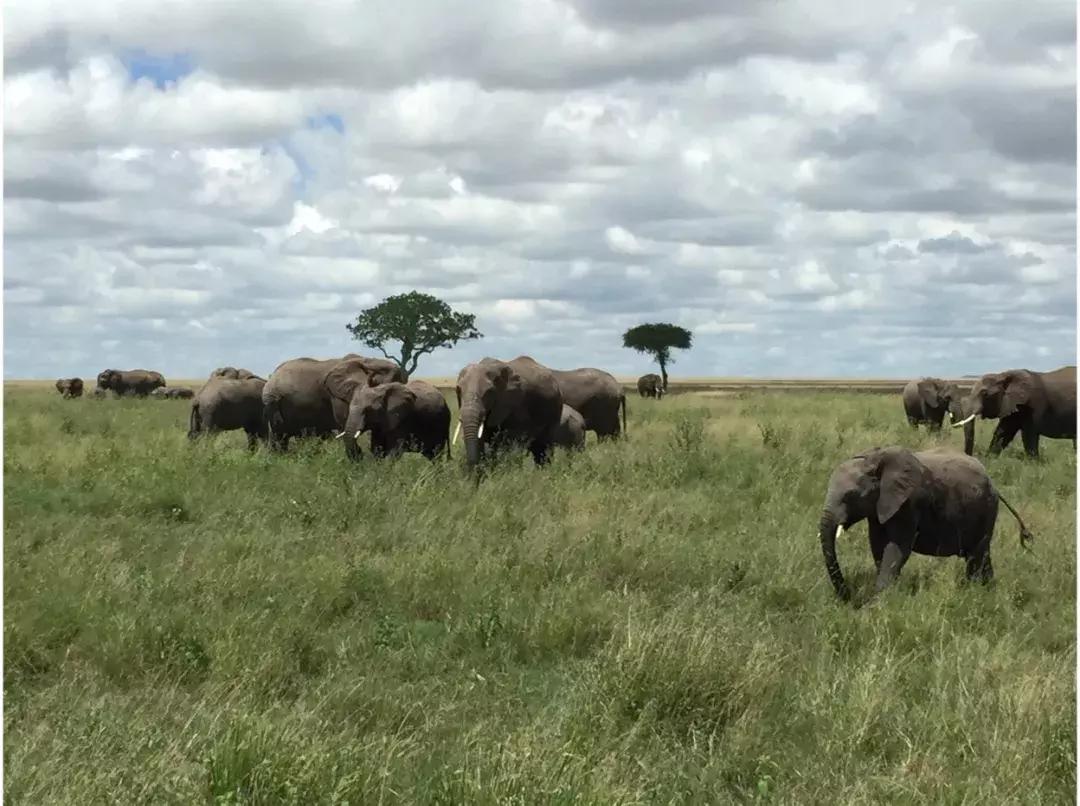 海哥带你游世界｜这周我们去非洲大草原看大西几！