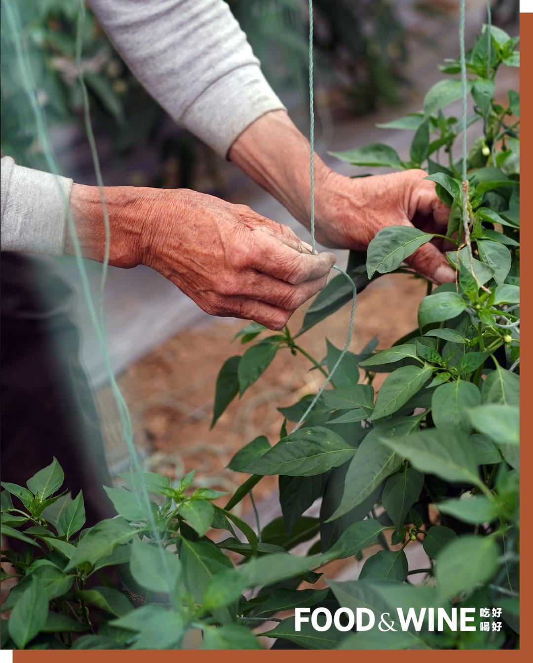 有机蔬菜需要了解哪一些,有机蔬菜基础知识