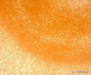 水蚤池塘养殖大法,水蚤虫养殖密度