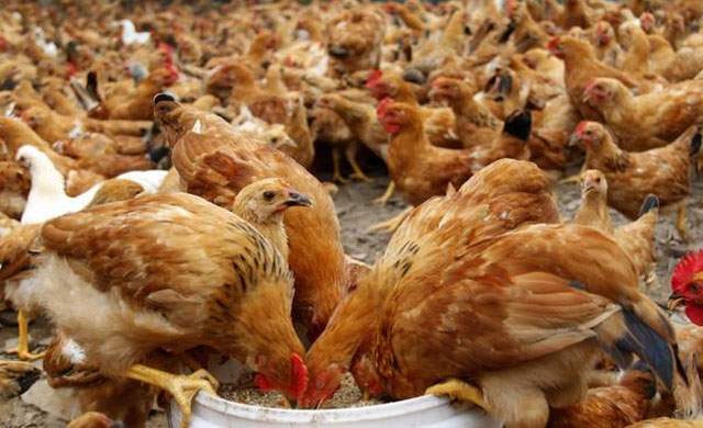 鸡拉黑便喂啥药,鸡拉黑屎是怎么回事