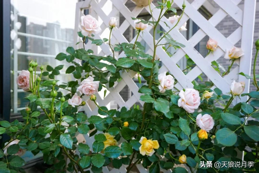 花友家的春花都开爆爆爆了，快来云赏花！（上）