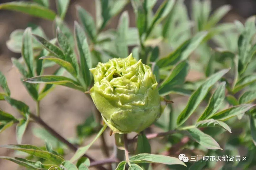 三门峡牡丹还开吗,三门峡牡丹园牡丹花开了吗