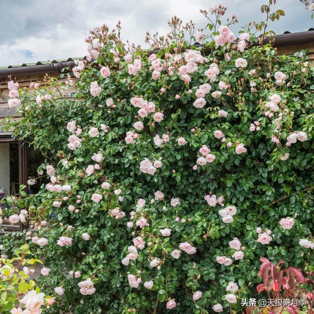 诗情与花意｜种花不识“奥切”仙，纵是花神也枉然