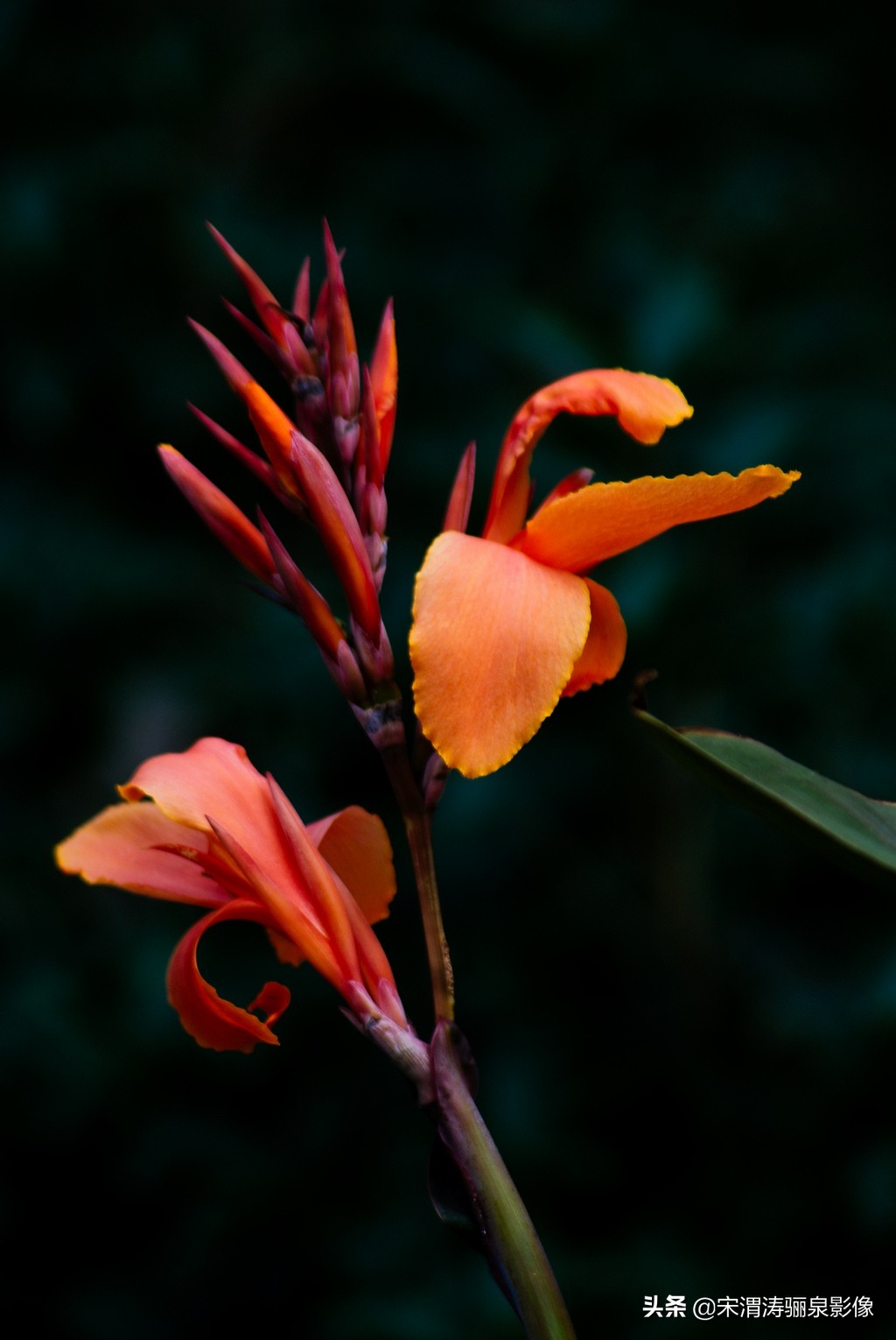 宾得相机发展,数码相机的寒冬