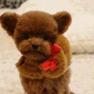 小泰迪一般多久立耳就定型了,小泰迪立耳修剪毛发视频