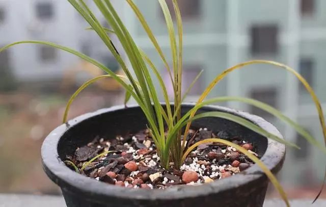 兰花叶子从中间开始黄怎么回事,兰花靠近根部的叶子变黄发黑