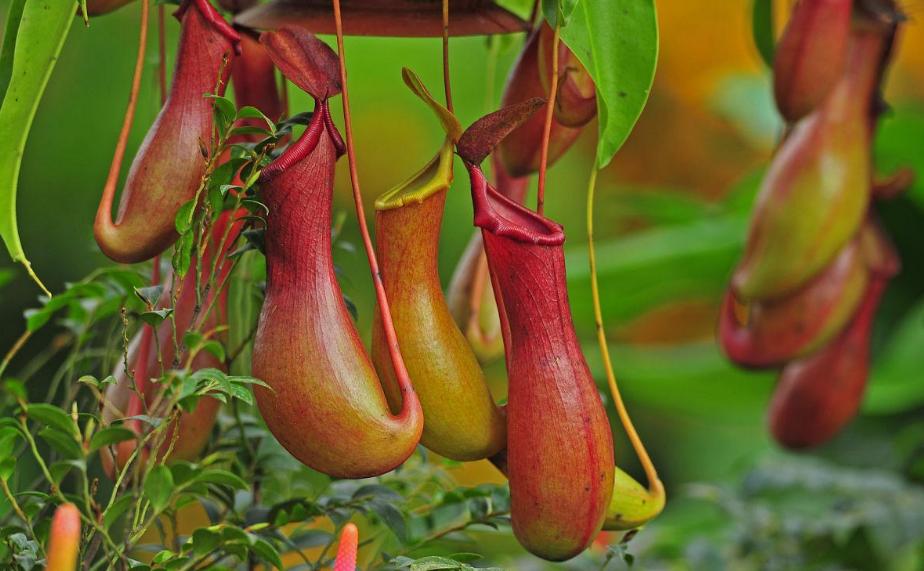 过年好看的年宵花,传统年宵花有哪些