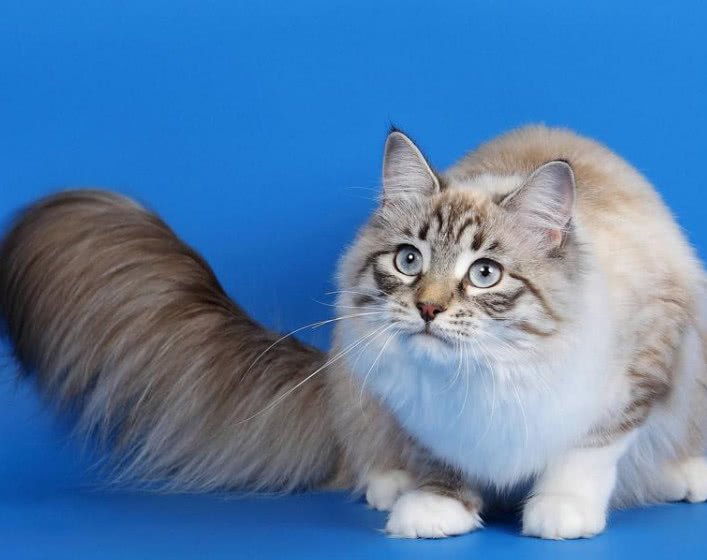 拽猫咪后腿的危害,拽猫尾巴的后果