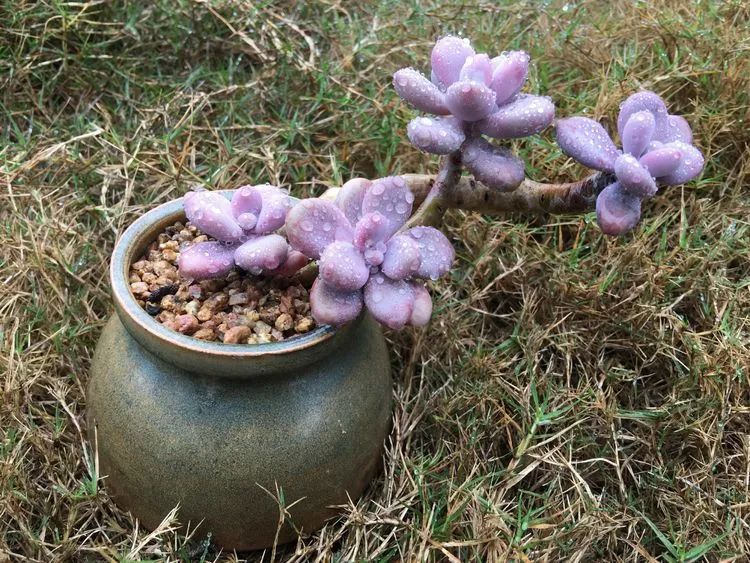 冬去春来，愿你无恙，疫情退去，养肉依旧！