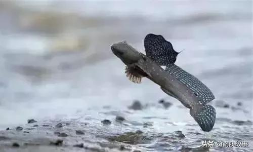 南澳渔民出海最常见的50种海鱼，都吃过，你就能退休了！