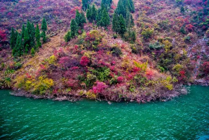 比光雾山还红，比金川彩林还晚，中国顶级的红叶盛宴正当时！