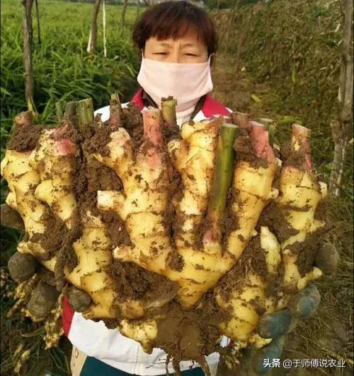 大姜中后期用什么肥,大姜肥料烧了图片