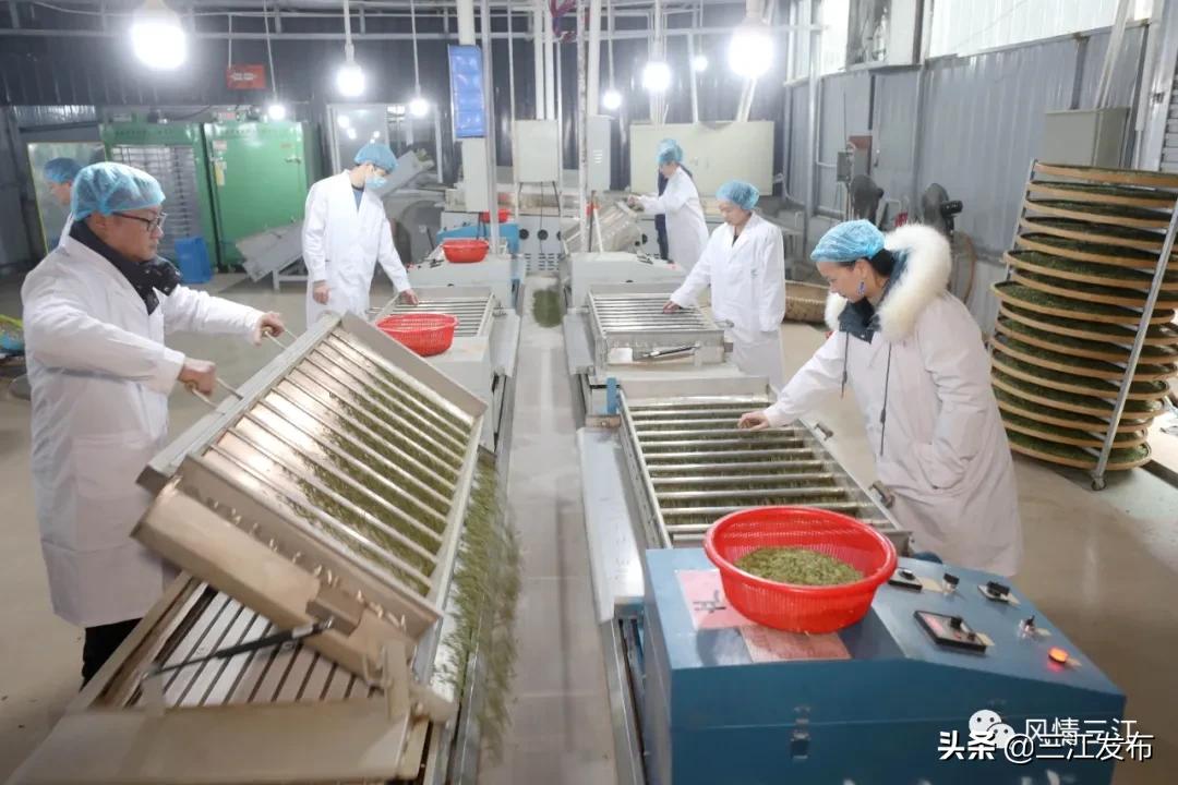 侗乡赶制早春茶,春茶上市喝真茶还是套路