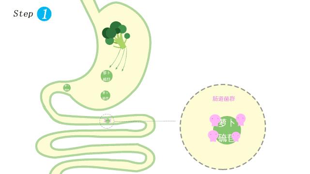 西兰花种子固体饮料的作用,西兰花种子水提取物功效