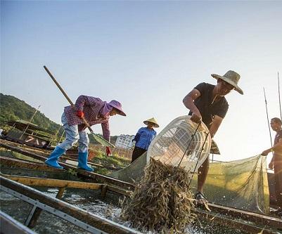 对虾偷死症要不要停食,对虾偷死掉苗