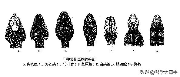 小狗大战七斤五步蛇被咬身亡，五步蛇有多毒？遇到毒蛇如何逃身？