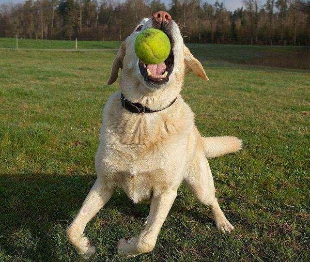 拉布拉多犬为什么不建议养,养拉布拉多犬的利弊分析