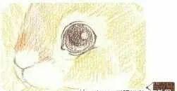 彩铅可爱的小松鼠,彩铅画可爱动物飞鼠