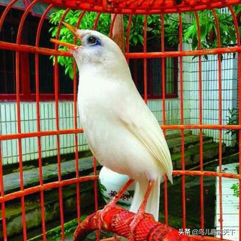 画眉雌雄图片大全,画眉公母怎么分辨图解